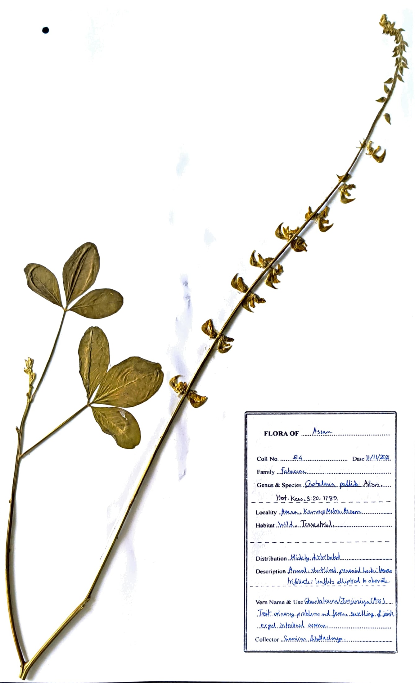 Ghantakarna / Junjuniya (Ass.) (Herbarium)